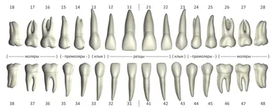 Нумерация зубов в стоматологии – схема, порядок (номера) зубов