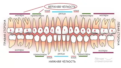 Сколько зубов у человека на самом деле? 32? Сколько зубов у Вас?