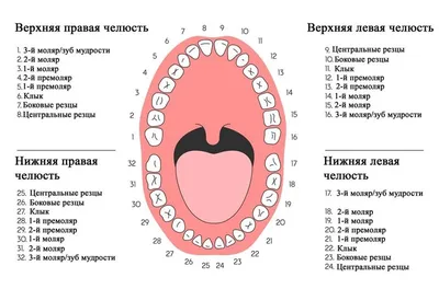 Психосоматика - связь между Родом и зубами | Сайт психологов b17.ru | Дзен