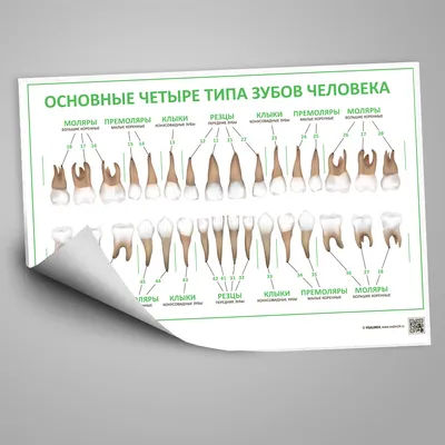 Третья смена зубов? Такое возможно? - Стоматология 'Хорошо' Киев Троещина