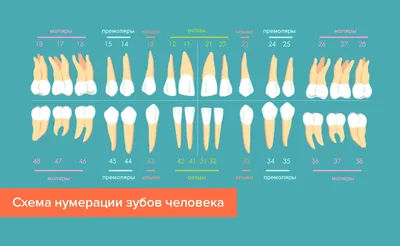 Какие зубы у человека портятся самыми первыми и почему? | STOMOS - Центр  Стоматологии Доктора Осипова | Дзен