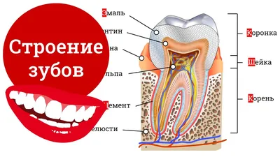 Зубы Мудрости Что Это Такое Когда Растут ЛюмиДент