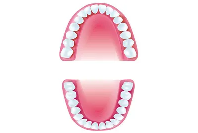 Сколько зубов у человека на самом деле? 32? Сколько зубов у Вас?