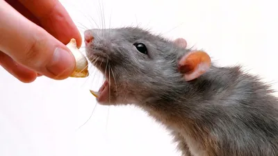 Крыса, декаративная крыса, белая …» — создано в Шедевруме