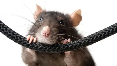Почему крыса кусается и как отучить грызуна пускать в ход зубы 🐀 |  Телеканал \"ДОМАШНИЕ ЖИВОТНЫЕ\" | Дзен