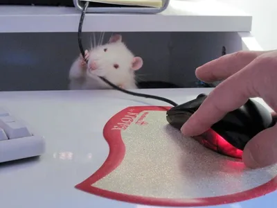 Кот породы сфинкс, крыса осматривает…» — создано в Шедевруме