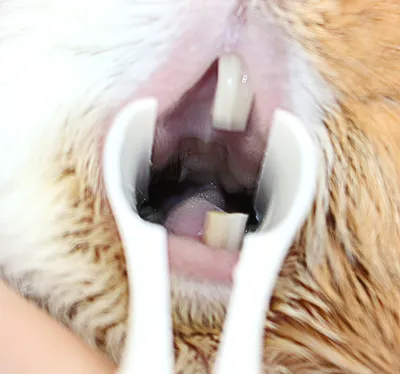 Крыса на ветеринаре врачи, рассмотрение питомца зубов Стоковое Фото -  изображение насчитывающей счастливо, шерсть: 169331762