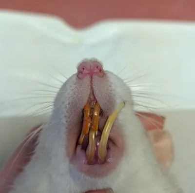Ветеринарная клиника Ласка - 🐁 Декоративные крысы — это игривые, ласковые,  легко обучаемые домашние животные. Как и с любыми домашними питомцами,  важно пристально следить за здоровьем крыс. В частности за здоровьем зубов.
