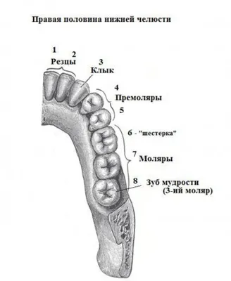 Когда начинают выпадать молочные зубы у детей – схема выпадения