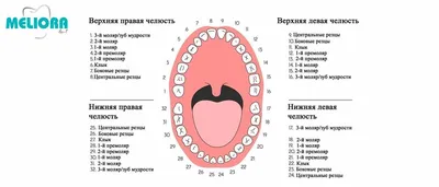 Вырастить зубы: миф или реальность? | AMI Clinic