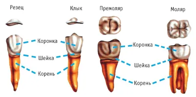 Группы зубов и методы их лечения в стоматологии