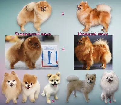 ROYAL CANIN® Pomeranian для собак породы померанский шпиц