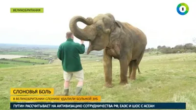 Популярная одежда, головной убор, маска слона с зубами, искусственный  латексный головной убор, реквизит для Хэллоуина | AliExpress