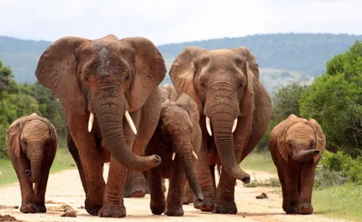 Слоны, как и люди, бывают правши и левши. Определить это можно по  сточености правого или левого бивня. * Зубы у слонов меняются на… |  Instagram