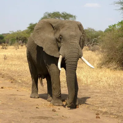 Addo Elephant National Park» — фотоальбом пользователя mmrudolf на  Туристер.Ру