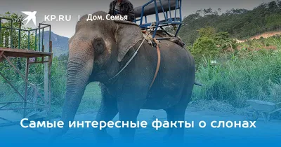 Чем слоны похожи на людей? | ВКонтакте