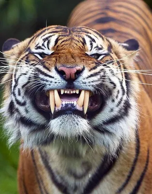 Челюсти и зубы тигров стоковое фото. изображение насчитывающей тюкованный -  119446642
