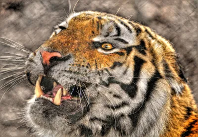 Тигр зубы - картинки и фото koshka.top