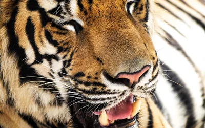 Шедевр, зверь тигр скалит зубы , …» — создано в Шедевруме