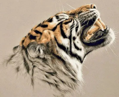 Тигр зубы - красивые фото