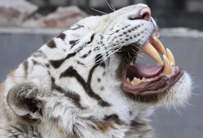 Зубы тигра стоковое изображение. изображение насчитывающей открыто -  74089953