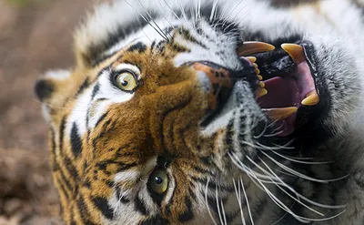 Амурский тигр с большими зубами - обои на телефон