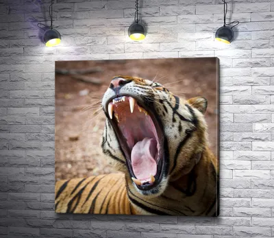 Скачать 2560x1600 тигр, морда, зубы, нос обои, картинки 16:10