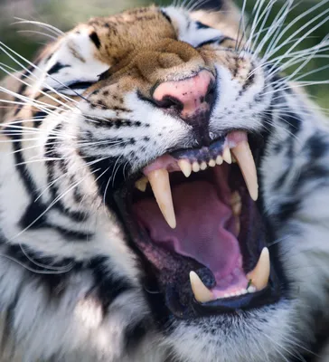 Схема вышивки «Если ты видишь зубы тигра-это не значит что он  улыбается(афр.п.)» (№2191628) - Вышивка крестом