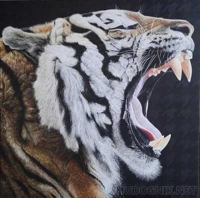 Картинки рисунок, злой рык, зубы тигра - обои 1680x1050, картинка №4579