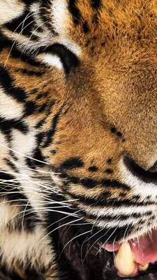 Красивый Тигр Показывает Зубы И Зевает — стоковые фотографии и другие  картинки Большая кошка - Большая кошка, Величественный, Вертикальный -  iStock