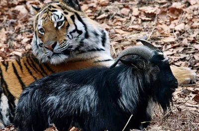 Животное Тигр Большой Кот - Бесплатное фото на Pixabay - Pixabay