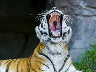 Сколько зубов у тигра?