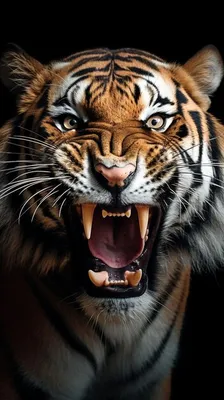 Сибирский Тигр Snarls С Зубы — стоковые фотографии и другие картинки Тигр -  Тигр, Скалиться, Клык животного - iStock