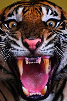 белый тигр с зевающими зубами на земле, картинка зевать фон картинки и Фото  для бесплатной загрузки