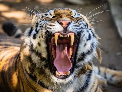Амурский тигр, хоррор, зубы, …» — создано в Шедевруме