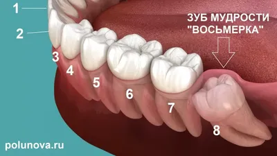 Восьмерки (зубы) - справочник
