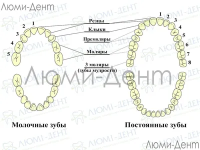 Особенности зубов мудрости, стоит ли их удалять - СмайлДент - центр  имплантации и стоматологии