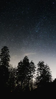 640x1136 Звездное небо, деревья, небо, ночь, блеск обои iPhone 5S, 5C, 5 |  Живописные пейзажи, Пейзажи, Фоновые изображения
