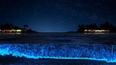 Море звезд на Мальдивах: действительно ли так красиво? - новости на сайте  туроператора Corona Travel