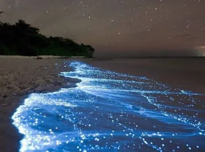 Как выглядит «море звезд» на Мальдивах (фото) - Новости Mail.ru