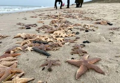 Морские ракушки и морские звезды на пляже | Премиум Фото