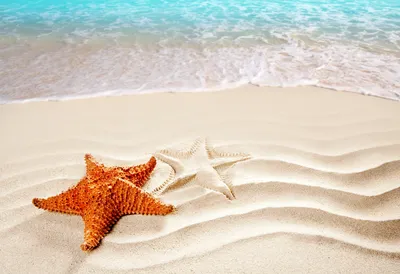 Фотографии Морские звезды пляжа Море Природа песке Ракушки берег