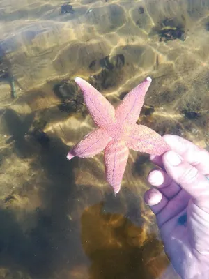 Вертикальная съемка морской звёзды на пляже Стоковое Фото - изображение  насчитывающей одно, каникула: 42463716
