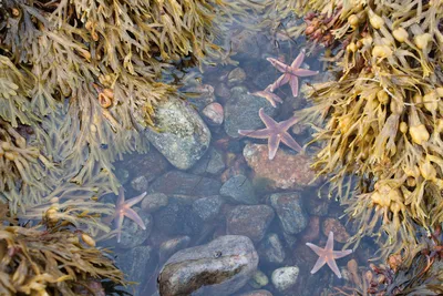 Тропические Морские Звезды В Море Вокруг Занзибара — стоковые фотографии и  другие картинки Архипелаг Занзибар - Архипелаг Занзибар, Без людей, Близко  к - iStock