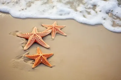 size 5182x3359 / красивые картинки :: пляж :: морская звезда :: море ::  high resolution / картинки, гифки, прикольные комиксы, интересные статьи по  теме.